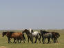 Horses grazing on plain.