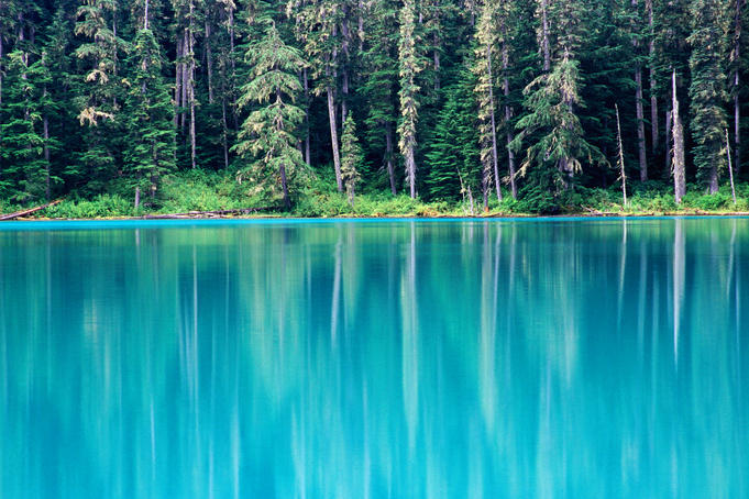 Forest by the lake.