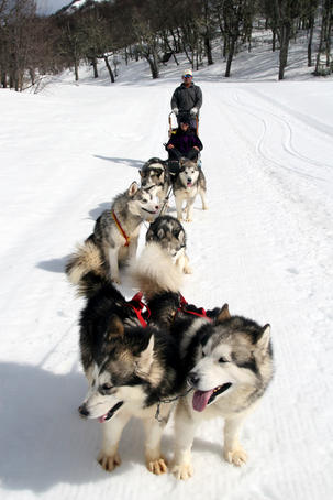 Content Siberian huskies, Termas de Chillan ski resort, VIII Region.