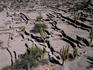 Cacti grow among the ruins at Quilmes.