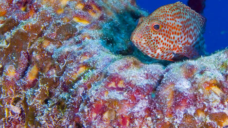 Ren Hind, Central America