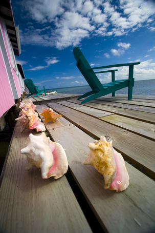 Conch shells on porch, Spanish Lookout Caye.