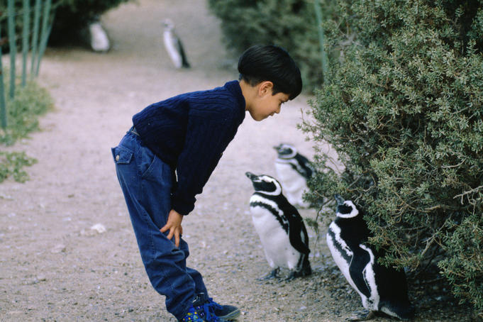 A young boy and a couple of Magellanic or jackass Penguins (Spheniscus magellanicus) get to know each other in Punta Tombo