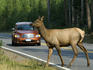 Elk cow (wapiti), crosses the road.