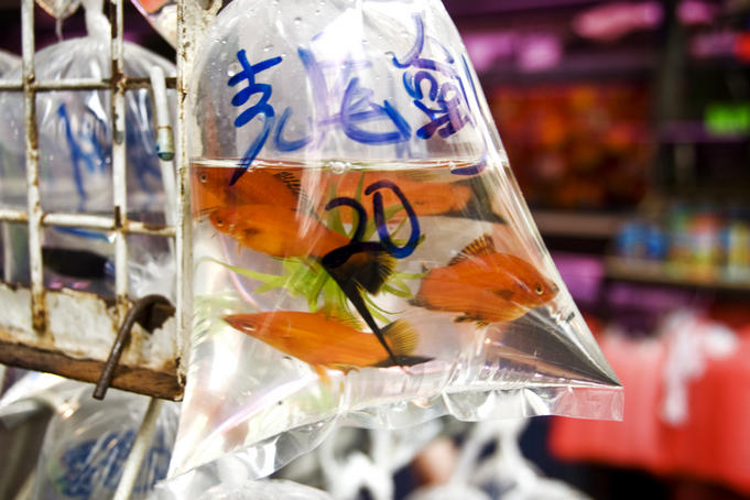 Bagged fish for sale on Shanghai Street.
