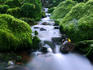 Green interior and stream of Moorea Island.