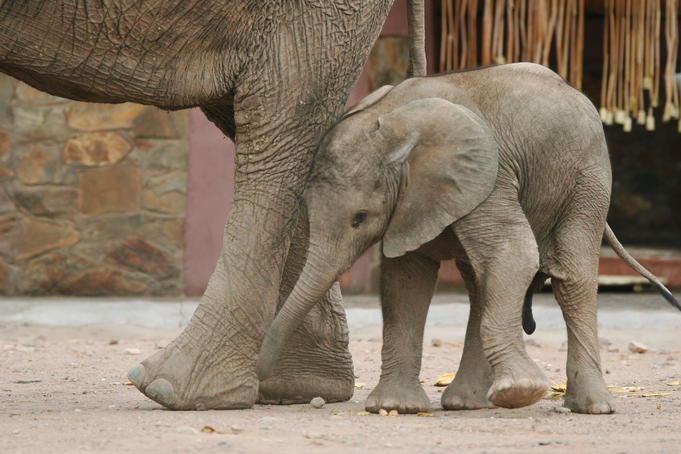 Desert elephant and calf, Twyfelfontein camping ground.
