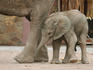Desert elephant and calf, Twyfelfontein camping ground.