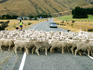 Sheep crossing road.