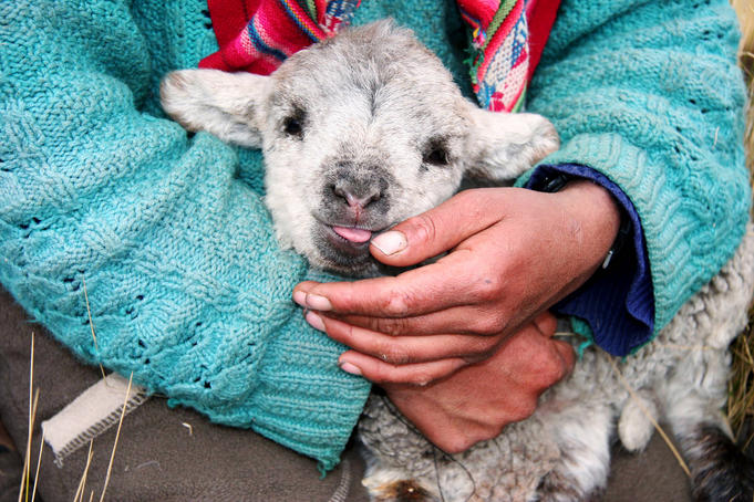 Lamb sitting on shepherd-girl's lap, Pastoruri park.