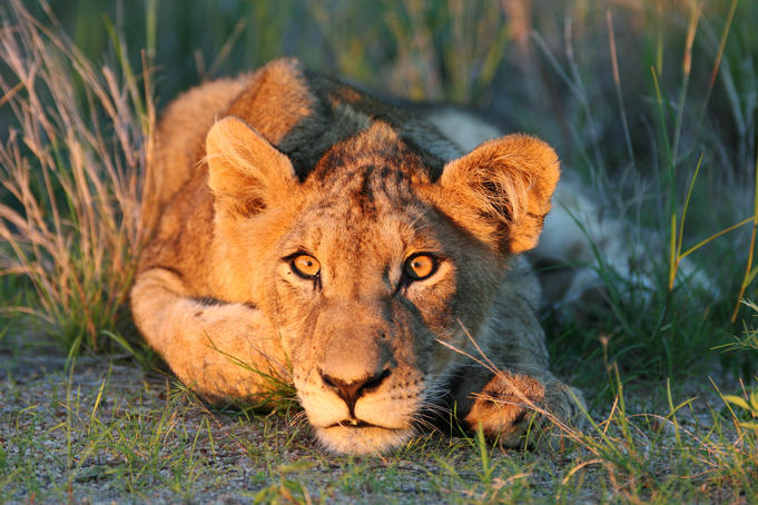 Lion cub looking in to sunset.