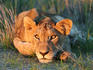 Lion cub looking in to sunset.