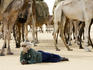 Tuareg nomad resting in front of camels in Sahara Desert near Bilma oasis.