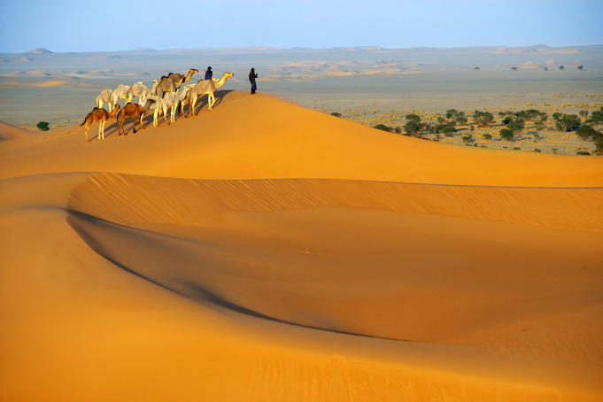 Tuareg nomads with camels in sand dunes of Sahara Desert Arakou