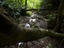 Untouched jungle of Peninsula de Osa.