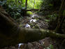 Untouched jungle of Peninsula de Osa.