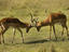 Young impalas, Lake Nakuru National Park