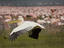 Image_25927-8