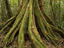Rainforest tree, Far North Queensland