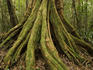 Rainforest tree, Mossman River headwaters.