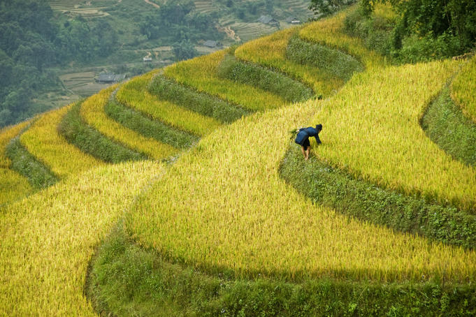 Black H'mong woman in rice field terraces near Tafen Village.
