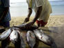 Scaling freshly caught fish on beach.