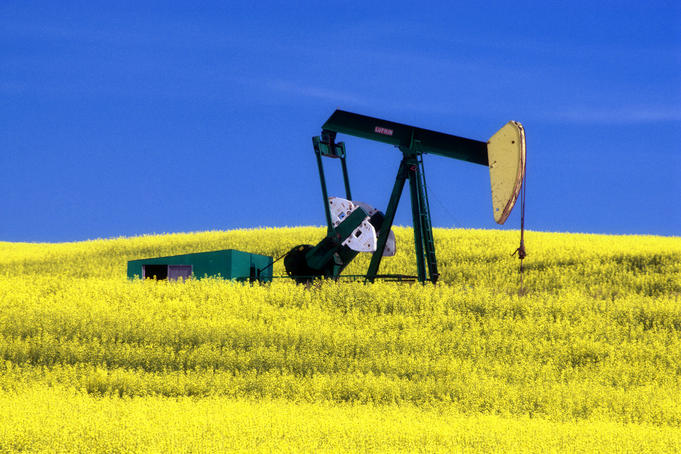 Oil pumpjack in canola field.