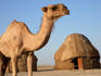 Camels and yurts, Ayaz-Qala in the Kyzylkum Desert.