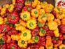 Capsicums for sale at market, Mercato di Antignano.