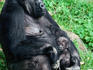 Western Lowland Gorilla ( Gorilla gorilla gorilla ) with an infant