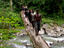 Jungle trekkers, Papua New Guinea