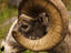 Bighorn Sheep, Glacier National Park