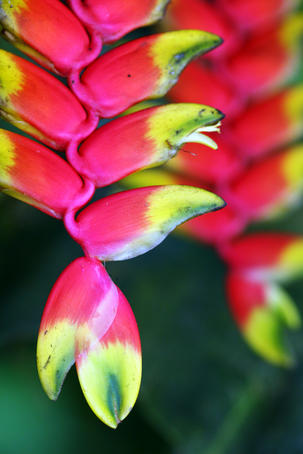 Colourful Shitulli flower.