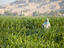 Woman standing in a field at Luxor.