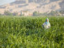 Woman standing in a field at Luxor.