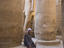 Man with hieroglyphs, Luxor Temple, Egypt