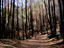 Burnt alpine forest, Australia