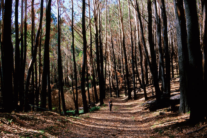 Burnt alpine forest on lower slopes of Mt Stirling.