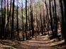 Burnt alpine forest on lower slopes of Mt Stirling.