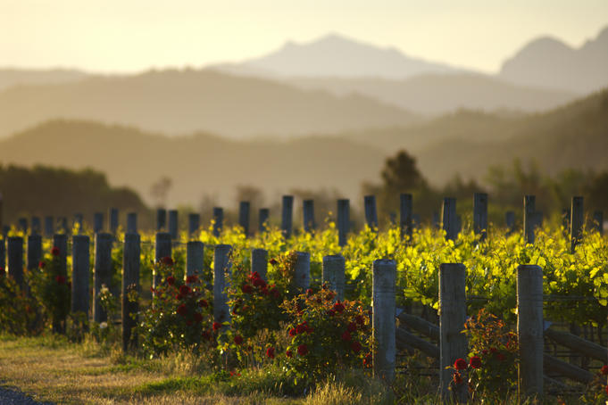 Vineyard in the Wairau Plains, looking towards the Richmond Range.