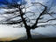 Tree on the high point of the Queenstown to Cardrona road, highest public road in New Zealand, Queenstown region.