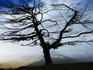 Tree on the high point of the Queenstown to Cardrona road, highest public road in New Zealand, Queenstown region.
