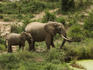 African Elephant (Loxodonta africana africana) at waterhole, Mwaluganje Elephant Sanctuary.