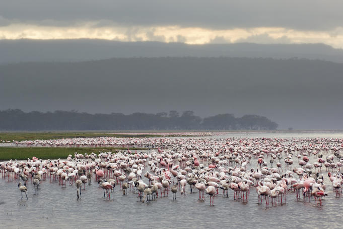 A pat of Lesser Flamingoes (Phoeniconaias minor) gathering on lake.