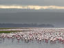 A pat of Lesser Flamingoes (Phoeniconaias minor) gathering on lake.