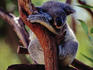 Koala at Brisbane's Alma Park Zoo.