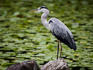 Bird in the gardens at Heian-jingu shrine.