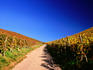 Road through vineyards, near Buhl.
