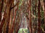 The Presidio, San Francisco