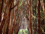 Woman walking through eucalyptus trees, the Presidio.